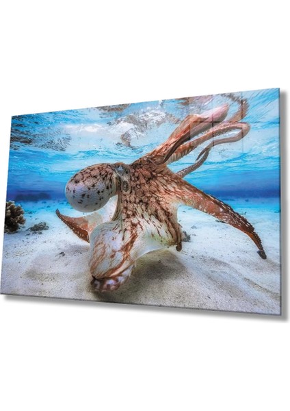 Marsilyan- Ahtapot Sualtı Cam Tablo