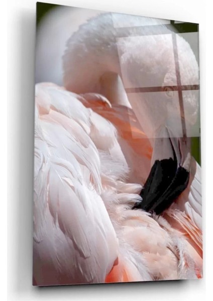 Marsilyan- Flamingo Cam Tablo