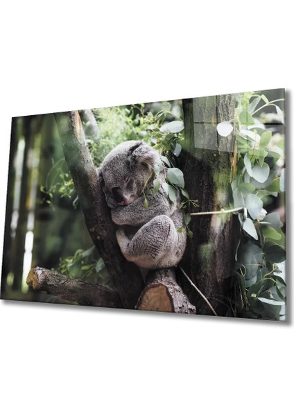 Marsilyan- Koala Cam Tablo