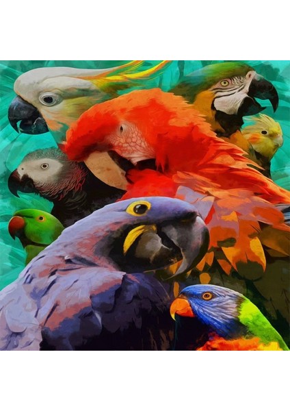 Canvas Renkli Papağanlar Sayılarla Boyama Seti Kasnaklı 40 x 50 cm