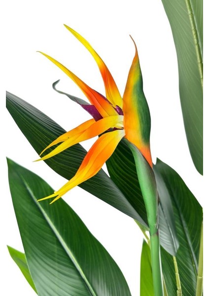 Yapay Ağaç Starliçe 160 cm Horoz Ibiği Çiçekli Bird Of Paradise Artificial Plants fiyatları