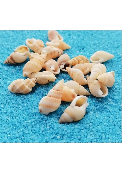 30 Adet Delikli Sarı Deniz Kabuğu Kolye Bileklik Süs Yapımı Için