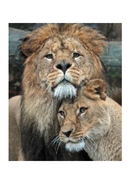 Canvas Aşık Aslanlar Sayılarla Boyama Seti Rulo