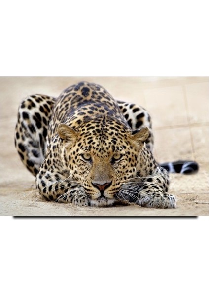 Leopar Cam Tablo | Hediyelik, Dekoratif, Ofis, Mutfak
