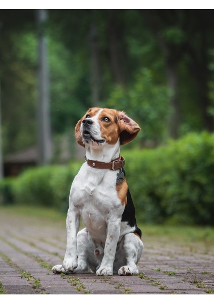 Köpek Bakım Spreyi Hindistan Cevizi Kokulu 200 Ml