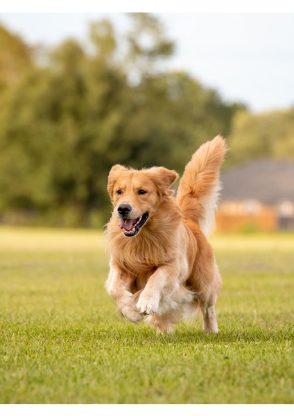 Köpek Bakım Spreyi Portakal Kokulu 200 ml