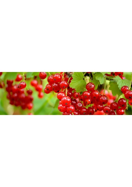 Kırmızı Frenk Üzümü Fidanı 2 Adet