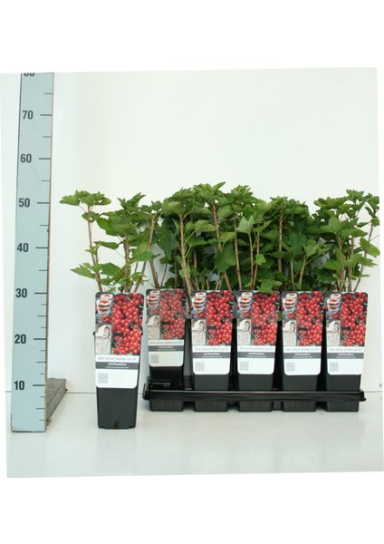 Kırmızı Frenk Üzümü Fidanı 2 Adet modelleri