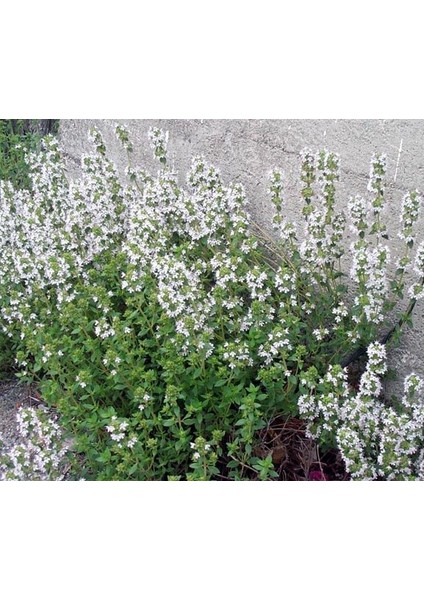 Istanbul Kekiği - Origanum Vulgare Subsp Hirtum 3 Adet