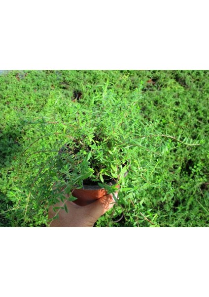 Istanbul Kekiği - Origanum Vulgare Subsp Hirtum 3 Adet