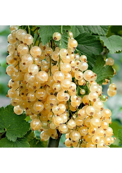 Beyaz Frenk Üzümü Fidanı 3 Adet