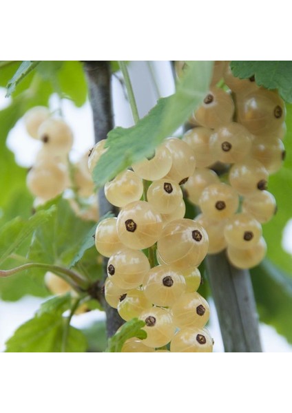 Beyaz Frenk Üzümü Fidanı 3 Adet fiyatları