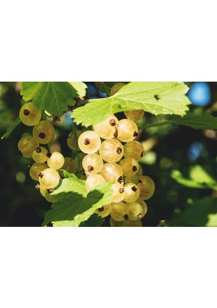 Beyaz Frenk Üzümü Fidanı 3 Adet modelleri