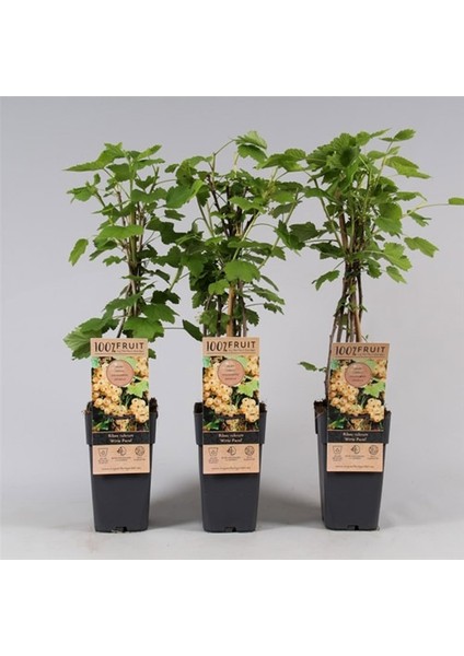 Beyaz Frenk Üzümü Fidanı 3 Adet fırsatları