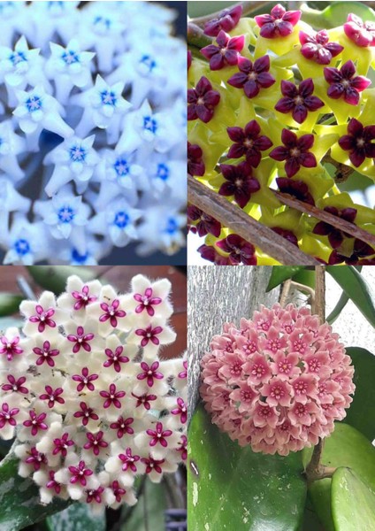 4 Adet Az Rastlanan Renklerde Mum Çiçeği Fidanı