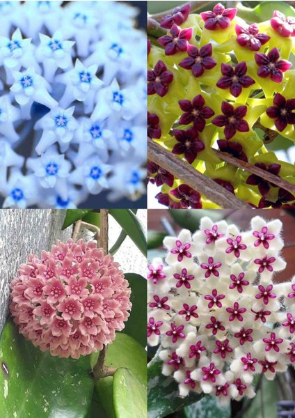 4 Adet Az Rastlanan Renklerde Mum Çiçeği Fidanı fiyatları