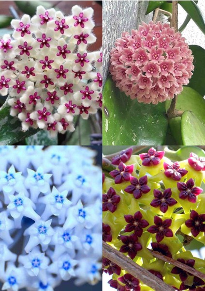 4 Adet Az Rastlanan Renklerde Mum Çiçeği Fidanı modelleri