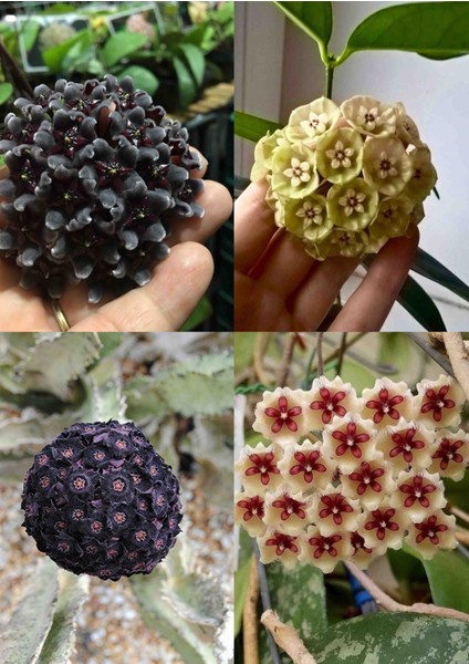 4 Mum Fidanı Siyah Mor Sarı ve Beyaz