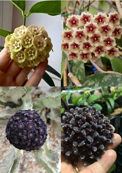 4 Mum Fidanı Siyah Mor Sarı ve Beyaz fiyatları