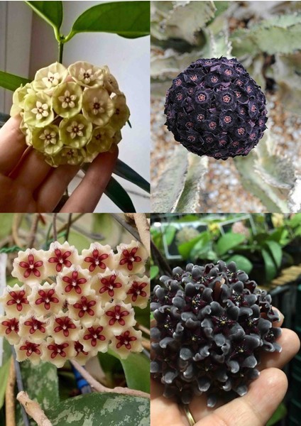 4 Mum Fidanı Siyah Mor Sarı ve Beyaz modelleri