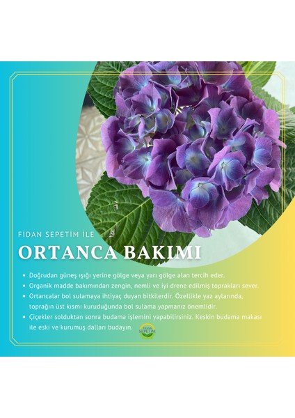 Ortanca Fidanı *mavi Renk* fiyatları