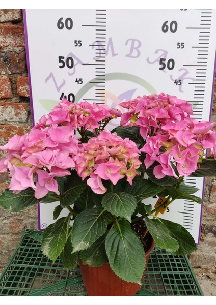 Pembe İthal Ortanca (Hydrangea macrophylla) - Renkli ve Gösterişli Çiçekli Bitki