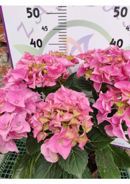Pembe İthal Ortanca (Hydrangea macrophylla) - Renkli ve Gösterişli Çiçekli Bitki