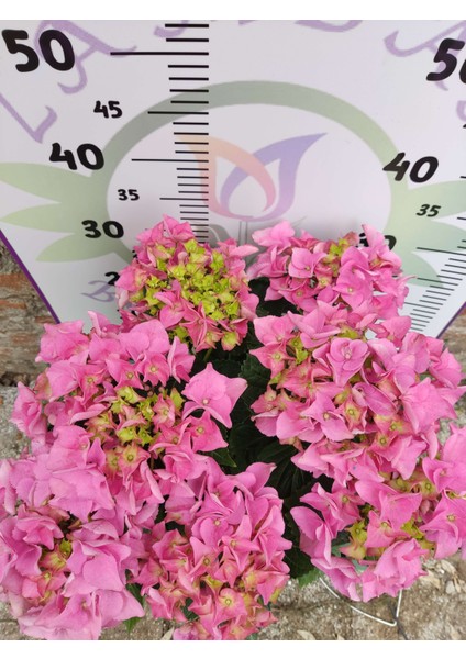 Pembe İthal Ortanca (Hydrangea macrophylla) - Renkli ve Gösterişli Çiçekli Bitki