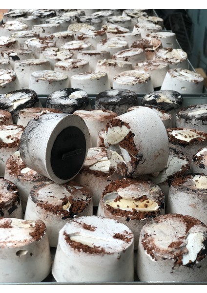 mnö MAMMAMİA mix Ekstra Kuş Kömürlü Mineral Kalsiyum Blok 10 Adet