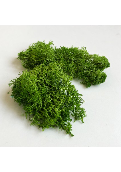 Zümrüt Yeşili Tarzı Orman Modelleme Malzemesi 30G Liken Yosun Küme Ormancılık Ağaçları Yaprak Ölçek Modeli Yapımı Minyatür Ağaç Modeli Diy Diorama Layout Için (Yurt Dışından)