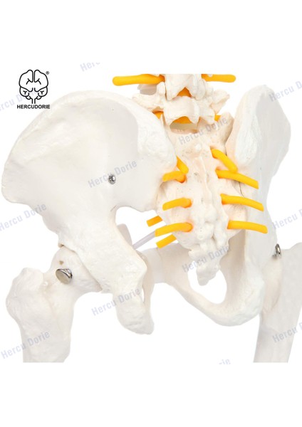 Renk Bükülebilir Stil 45 cm Minyatür Omurga Anatomi Modeli, Mini Omurilik Sütunu Model Detayları Omurgalar, Omurilik Sinirleri, Lomber ve Pelvis, Dahil (Yurt Dışından) indirimleri