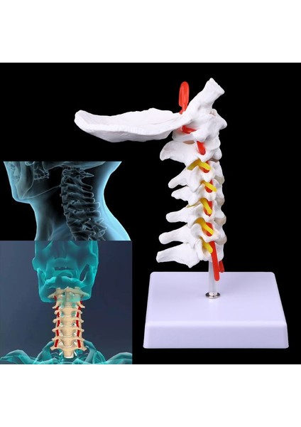 Tıbbi Malzemeler Modeli Servikal Omurga Arter Spine Spinal Sinirler Anatomik Model Tam Boyut (Yurt Dışından)