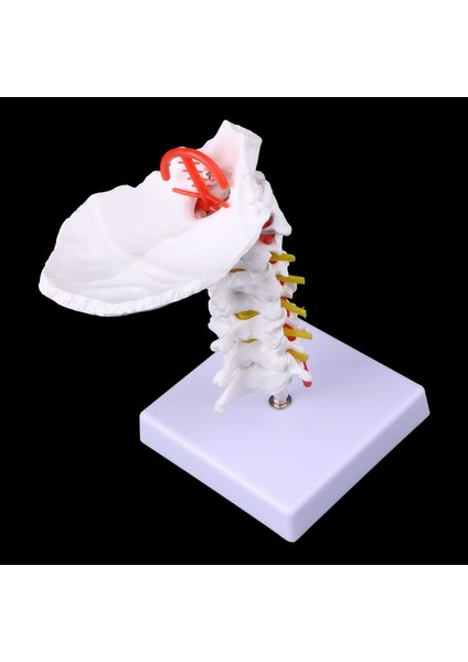 Tıbbi Malzemeler Modeli Servikal Omurga Arter Spine Spinal Sinirler Anatomik Model Tam Boyut (Yurt Dışından) fiyatları