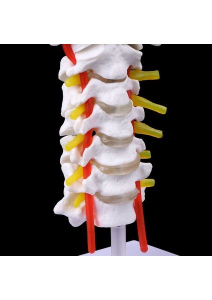 Tıbbi Malzemeler Modeli Servikal Omurga Arter Spine Spinal Sinirler Anatomik Model Tam Boyut (Yurt Dışından) modelleri