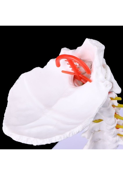 Tıbbi Malzemeler Modeli Servikal Omurga Arter Spine Spinal Sinirler Anatomik Model Tam Boyut (Yurt Dışından) fırsatları