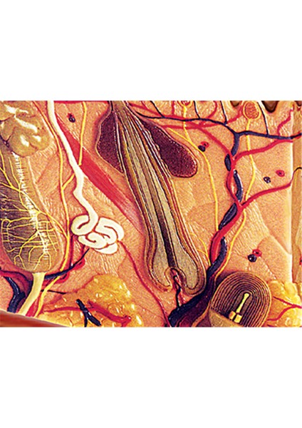 Çoklu Yara Cilt Stili Deri ve Saç 4d Ustası Bulmaca Montaj Oyuncak Insan Vücut Organ Anatomik Model Tıp Eğitim Aracı (Yurt Dışından)