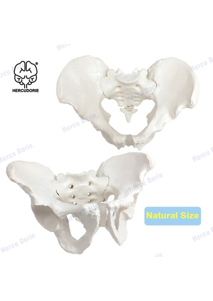 Gümüş Tarzı Bilimsel Dişi Pelvis Modeli, Hareketli, Esnek Kordon Bağlantılı, Gerçek Boyutlu Pelvis, Insan Anatomi Özellikleri Kalça, Sakrum ve Kuyruk Kemiği (Yurt Dışından)
