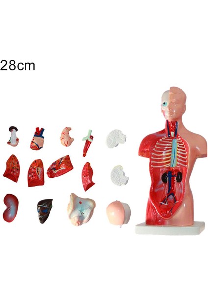 28CM Tarzı Anatomik Insan Gövde Modeli Eğitici 3D Resim Insan Vücut Yapısı Kitap Anatomi Iç Organ Tıbbi Eğitim Kalıp (Yurt Dışından)