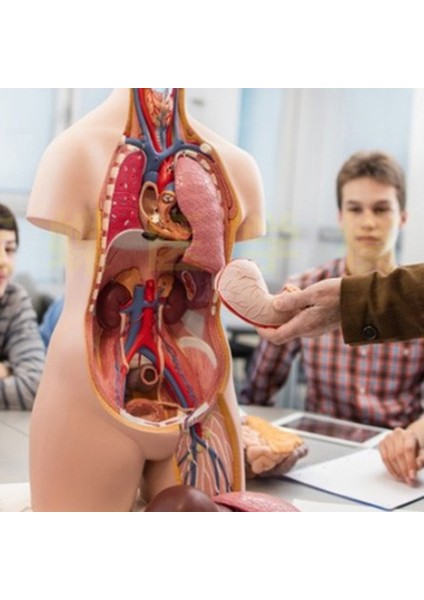 28CM Tarzı Anatomik Insan Gövde Modeli Eğitici 3D Resim Insan Vücut Yapısı Kitap Anatomi Iç Organ Tıbbi Eğitim Kalıp (Yurt Dışından)