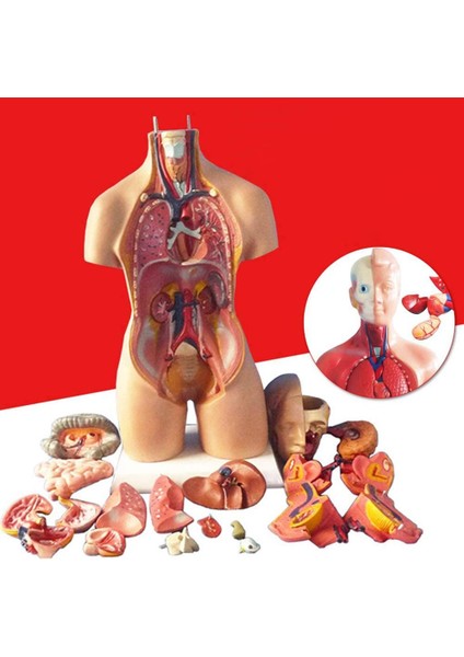 28CM Tarzı Anatomik Insan Gövde Modeli Eğitici 3D Resim Insan Vücut Yapısı Kitap Anatomi Iç Organ Tıbbi Eğitim Kalıp (Yurt Dışından)