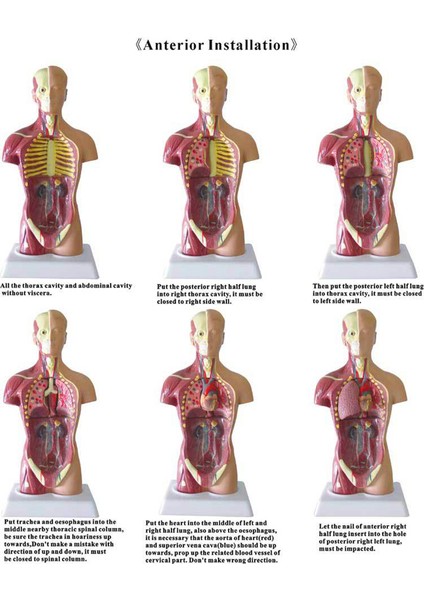 28CM Tarzı Anatomik Insan Gövde Modeli Eğitici 3D Resim Insan Vücut Yapısı Kitap Anatomi Iç Organ Tıbbi Eğitim Kalıp (Yurt Dışından)
