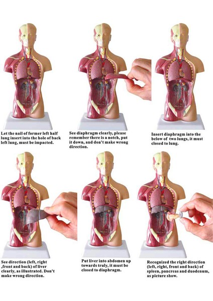 28CM Tarzı Anatomik Insan Gövde Modeli Eğitici 3D Resim Insan Vücut Yapısı Kitap Anatomi Iç Organ Tıbbi Eğitim Kalıp (Yurt Dışından)
