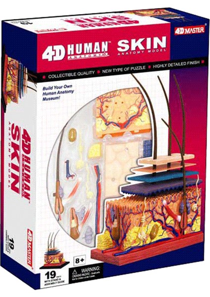 Katmanlı Intravenöz Stil Deri ve Saç 4d Ustası Bulmaca Montaj Oyuncak Insan Vücut Organ Anatomik Model Tıp Eğitim Aracı (Yurt Dışından)