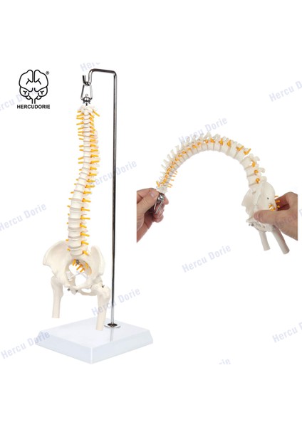 Beyaz Bükülebilir Stil 45 cm Minyatür Omurga Anatomi Modeli, Mini Omurilik Sütunu Model Detayları Omurgalar, Omurilik Sinirleri, Lomber ve Pelvis, Dahil (Yurt Dışından)