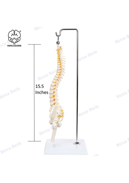 Beyaz Bükülebilir Stil 45 cm Minyatür Omurga Anatomi Modeli, Mini Omurilik Sütunu Model Detayları Omurgalar, Omurilik Sinirleri, Lomber ve Pelvis, Dahil (Yurt Dışından) fiyatları