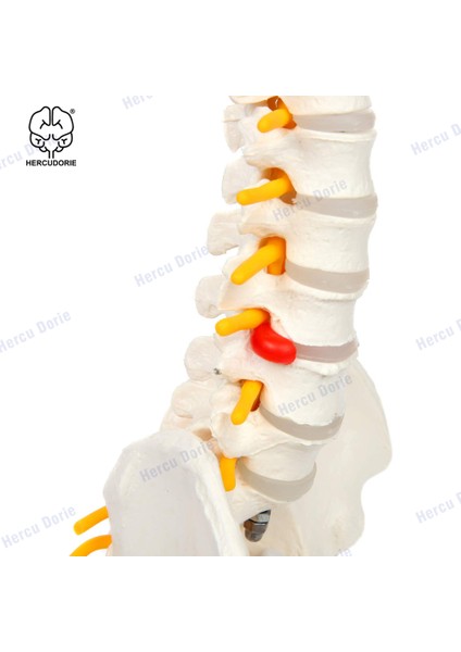 Beyaz Bükülebilir Stil 45 cm Minyatür Omurga Anatomi Modeli, Mini Omurilik Sütunu Model Detayları Omurgalar, Omurilik Sinirleri, Lomber ve Pelvis, Dahil (Yurt Dışından) modelleri