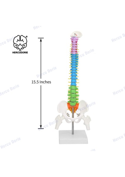 Renk Bükülebilir Olmayan Stil 45 cm Minyatür Omurga Anatomi Modeli, Mini Omurilik Sütunu Model Detayları Omurgalar, Omurilik Sinirleri, Lomber ve Pelvis, Dahil (Yurt Dışından)