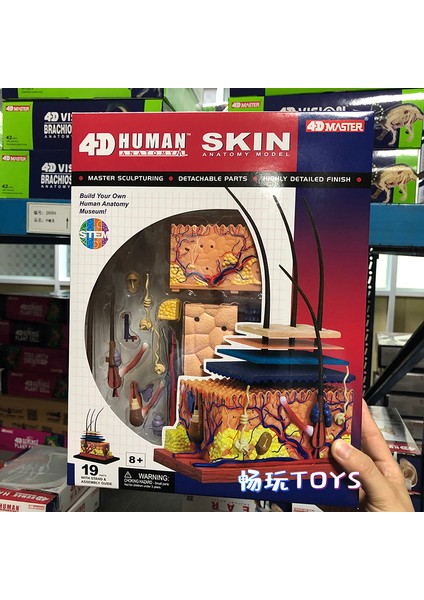 Cilt (1 Kısım) Stili Insan Deri Modeli Ayırılabilir Kendin Yap Eğitim Ekipmanı Kılavuzlu 4d Master Büyütülmüş Deri Yapısı (Yurt Dışından)