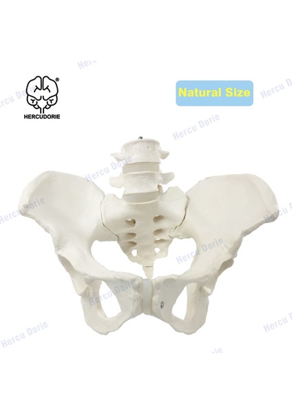 Fildişi Tarzı Bilimsel Dişi Pelvis Modeli, Hareketli, Esnek Kordon Bağlantılı, Gerçek Boyutlu Pelvis, Insan Anatomi Özellikleri Kalça, Sakrum ve Kuyruk Kemiği (Yurt Dışından)