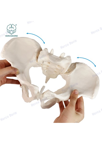Fildişi Tarzı Bilimsel Dişi Pelvis Modeli, Hareketli, Esnek Kordon Bağlantılı, Gerçek Boyutlu Pelvis, Insan Anatomi Özellikleri Kalça, Sakrum ve Kuyruk Kemiği (Yurt Dışından) fiyatları